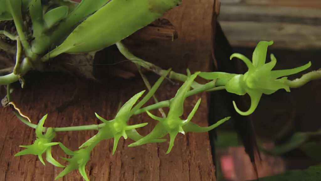How to Grow Distylodon: Simple Planting, Watering, Propagation & Care Guide