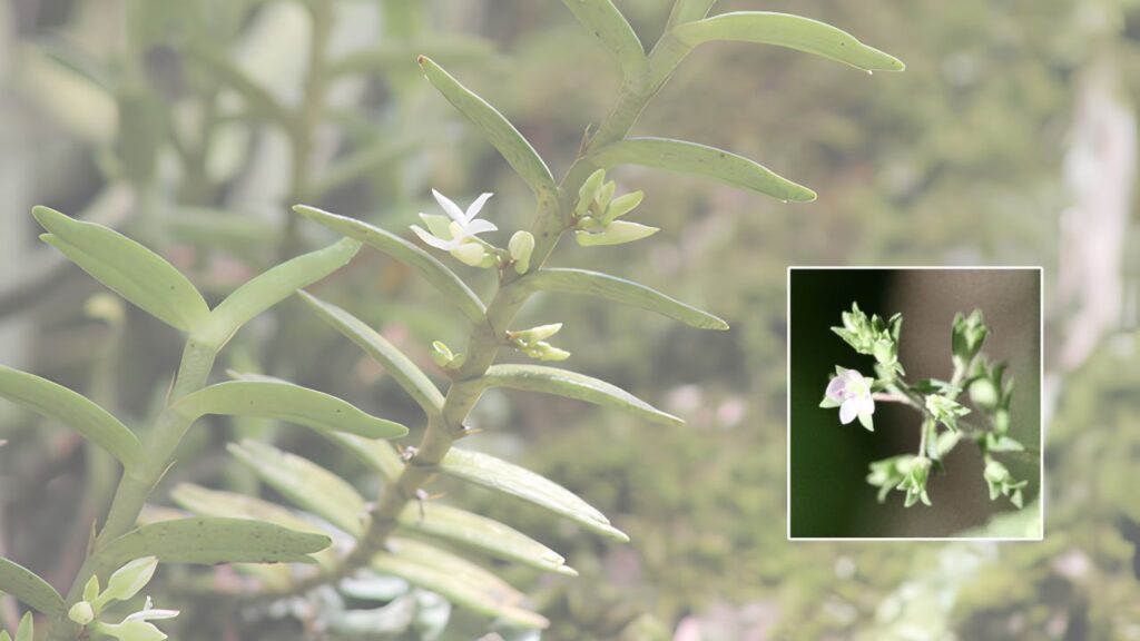 How to Grow Eggelingia Successfully: Planting, Care Tips & Maintenance Guide