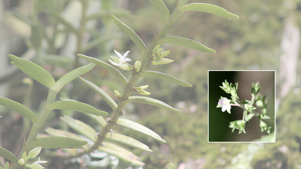 How to Grow Eggelingia Successfully: Planting, Care Tips & Maintenance Guide