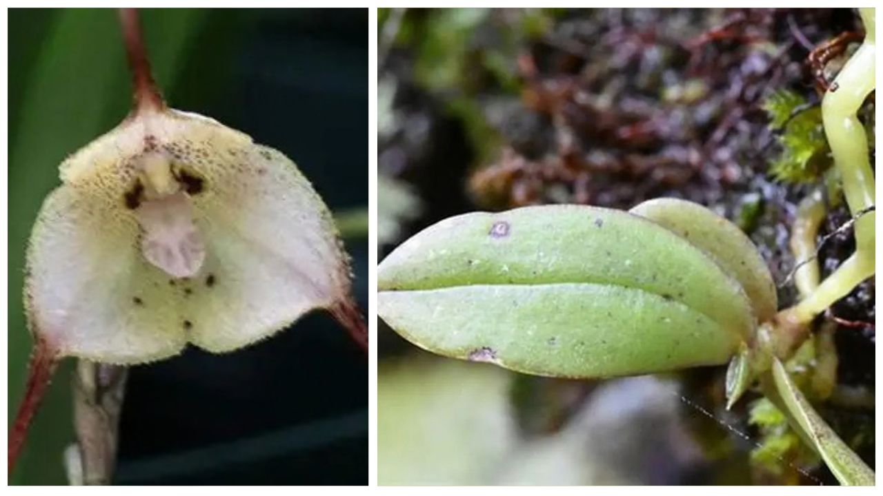 How to Grow Lemurella at Home: Easy Care, Soil, Watering, Fertilizing & Propagation Tips