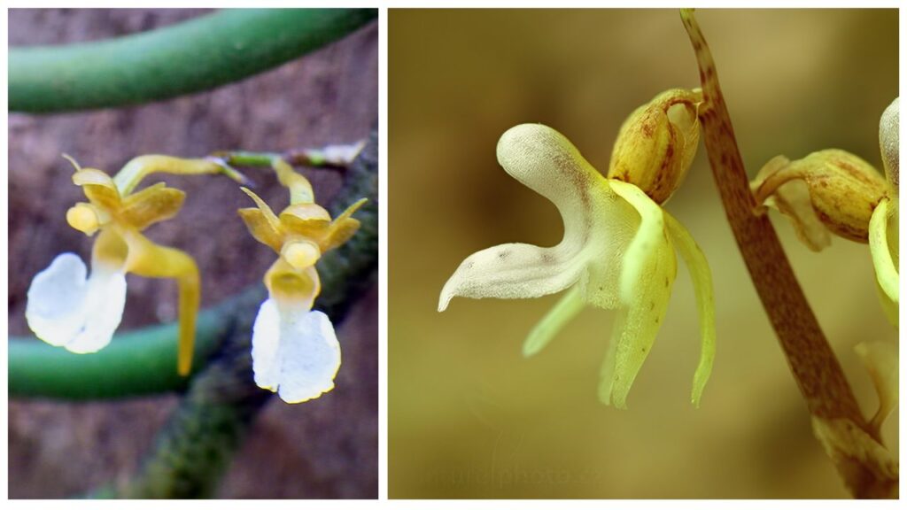 Nephrangis Growing Guide: How to Plant, Care for, Propagate & Keep This Unique Plant Thriving