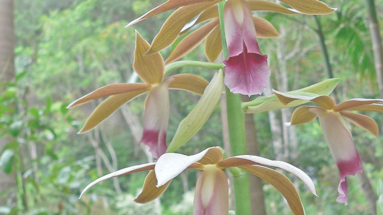 Phaius Care Console System: Configure Light, Moisture & Heat for Fast Growth