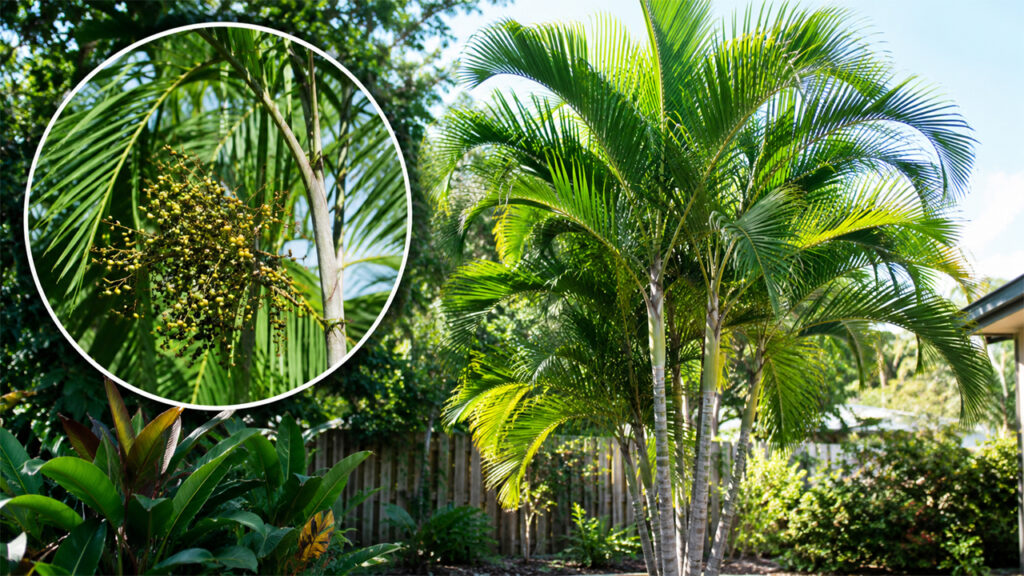Growing Normanbya Palms: Expert Tips for Planting, Tropical Landscaping, and Long-Term Palm Care