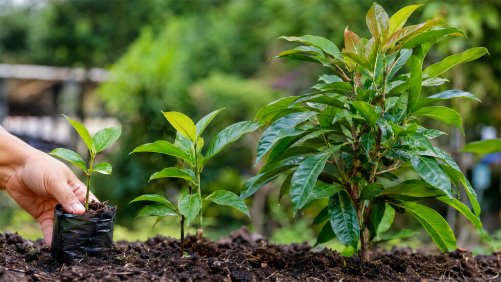 From Seedling to Mature Tree: How to Grow and Nurture Syzygium for Healthy Growth and Beautiful Greenery