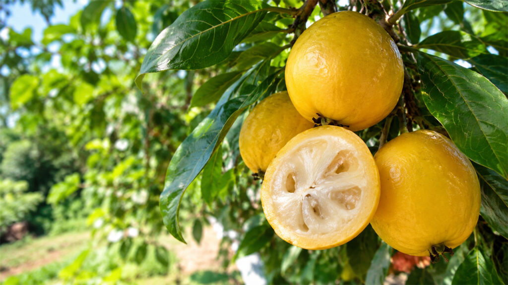 Araza Cultivation Made Easy: How to Plant, Nurture, and Harvest This Unique Amazonian Fruit Tree