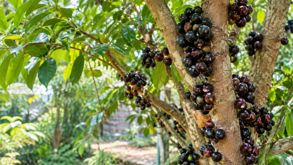 Growing Plinia Trees Successfully: A Complete Guide to Healthy Growth and Tropical Fruit Production