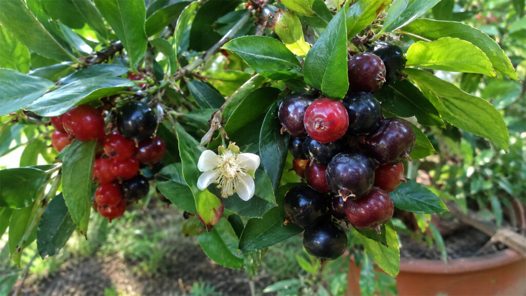 Grumichama Tree Growing Secrets: Tips for Thriving Plants, Healthy Growth, and Abundant Brazilian Cherry Harvests