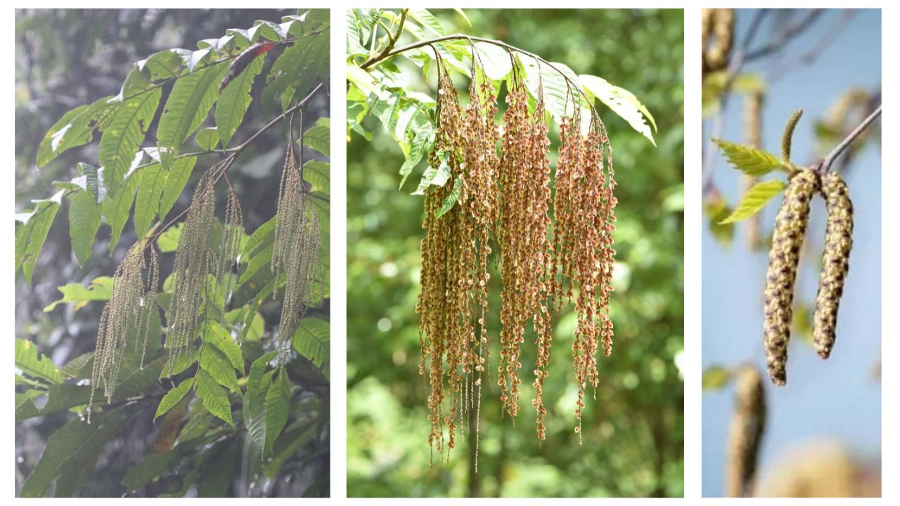 How to Grow and Care for Rhoipteleaceae Plants: A Complete Guide to Growing, Planting, and Maintaining These Rare Trees