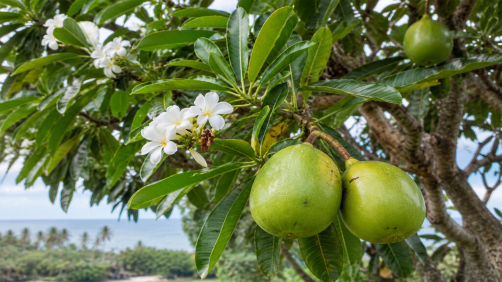 How to Grow Cerbera: A Complete Guide to Planting, Caring for, and Maintaining This Tropical Tree