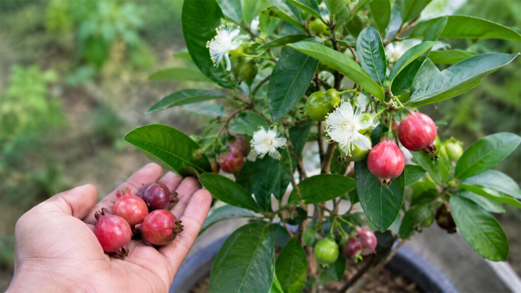 How to Grow Strawberry Guava at Home: Step-by-Step Planting, Growing, and Care Guide
