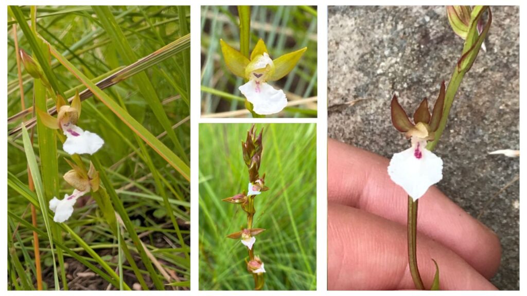 Neobolusia Growing Guide: How to Plant, Care for, Water, Feed & Propagate This Unique Plant
