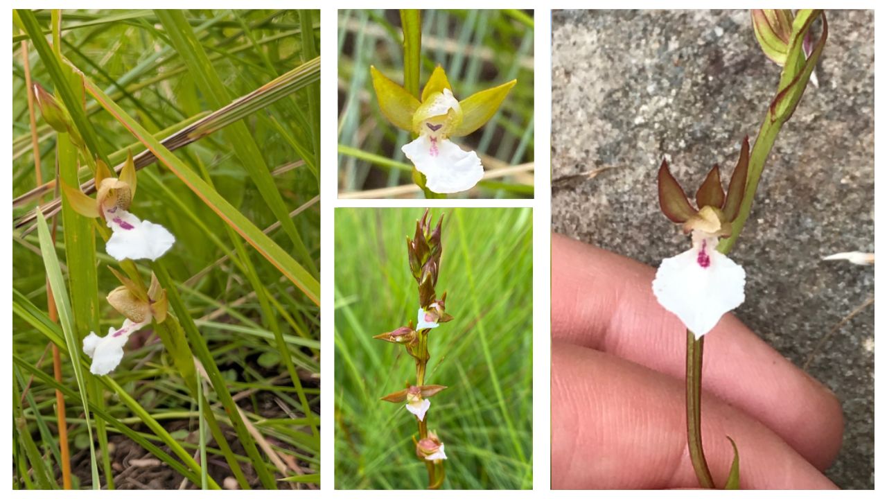 Neobolusia Growing Guide: How to Plant, Care for, Water, Feed & Propagate This Unique Plant