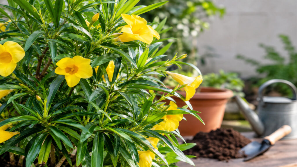Thevetia Plant Care Guide: Best Soil, Sunlight, Watering and Growing Tips
