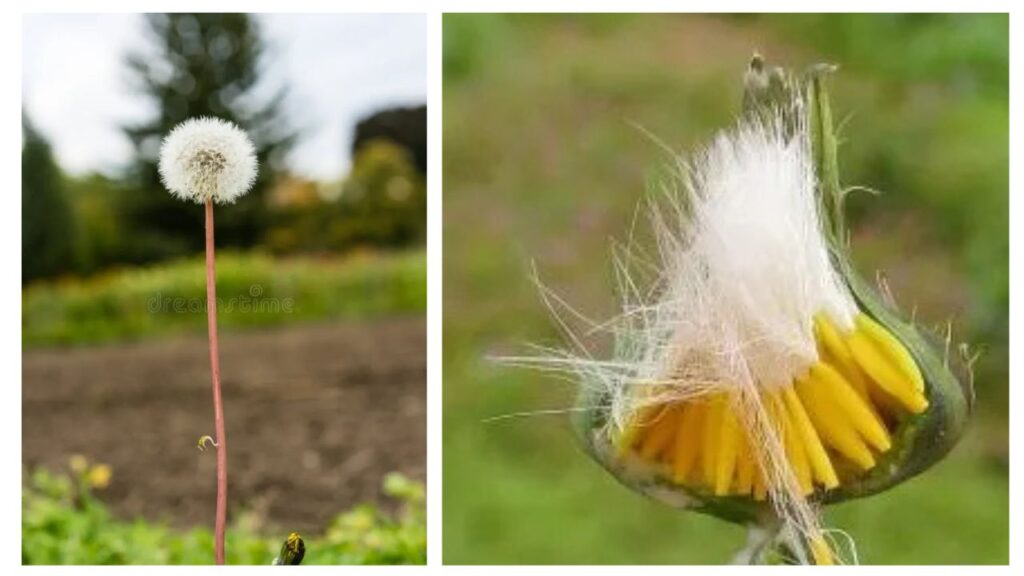Cichorieae Growing Guide: Best Conditions, Propagation Tips & Harvest Methods