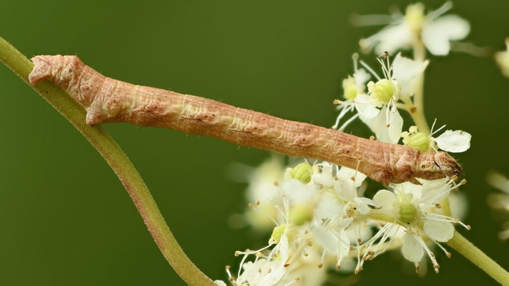 Achieve Thriving Meadowsweet: Full Planting, Soil, Watering, Pruning, and Seasonal Care