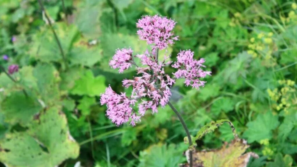 Adenostyles Growing Guide: Planting, Care & Seasonal Maintenance Tips