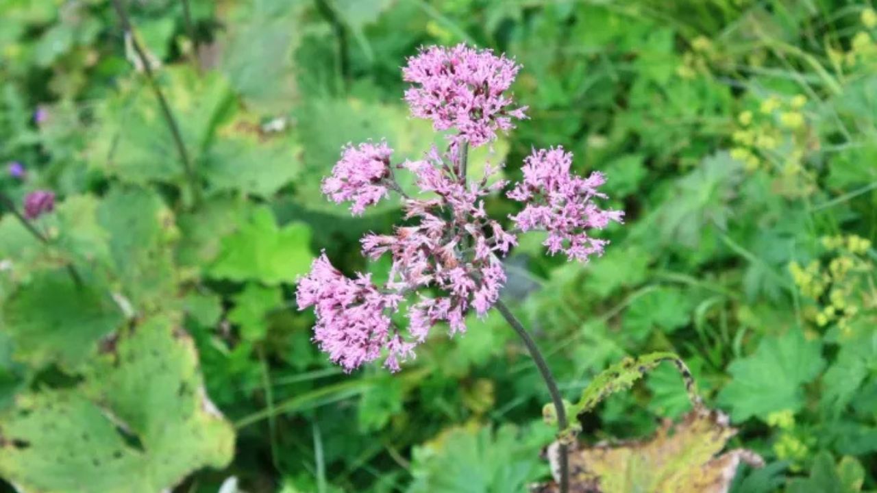 Adenostyles Growing Guide: Planting, Care & Seasonal Maintenance Tips