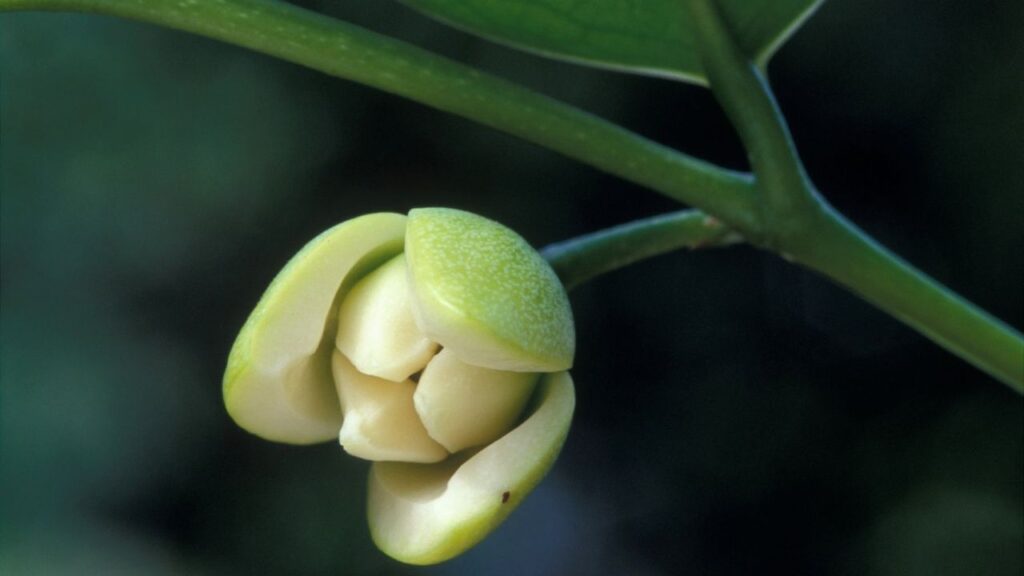 Anaxagorea javanica Care Guide: How to Grow, Plant, Water, and Maintain Healthy Plants