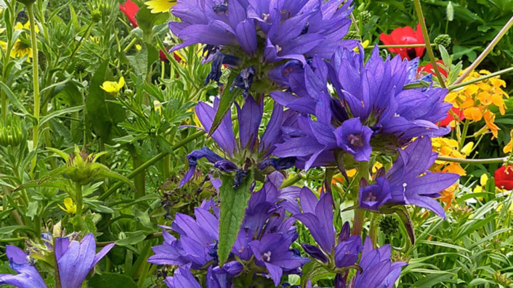 Bellflowers Growing Guide: How to Plant, Care For & Maintain Campanula