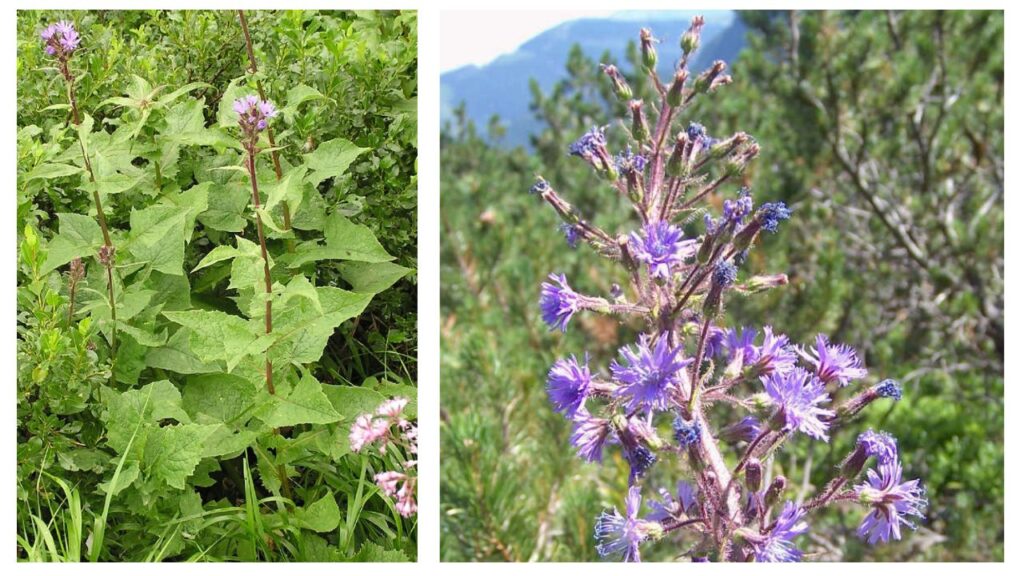Cicerbita Plant Care Guide: How to Grow Healthy Plants from Seed to Harvest