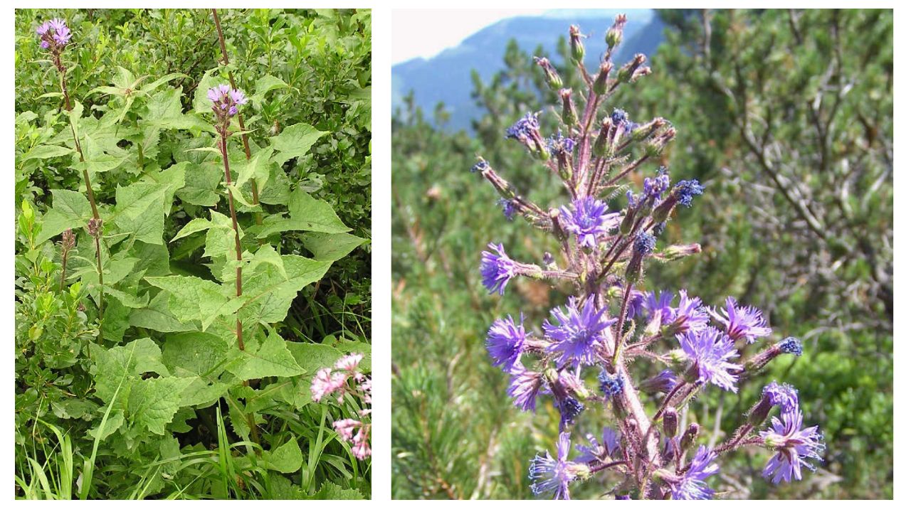 Cicerbita Plant Care Guide: How to Grow Healthy Plants from Seed to Harvest