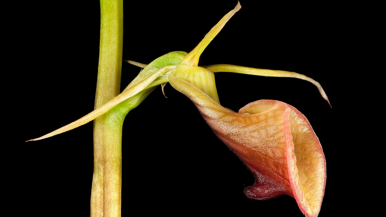 Coilochilus Growing Tips: Complete Care, Propagation, and Cultivation Guide