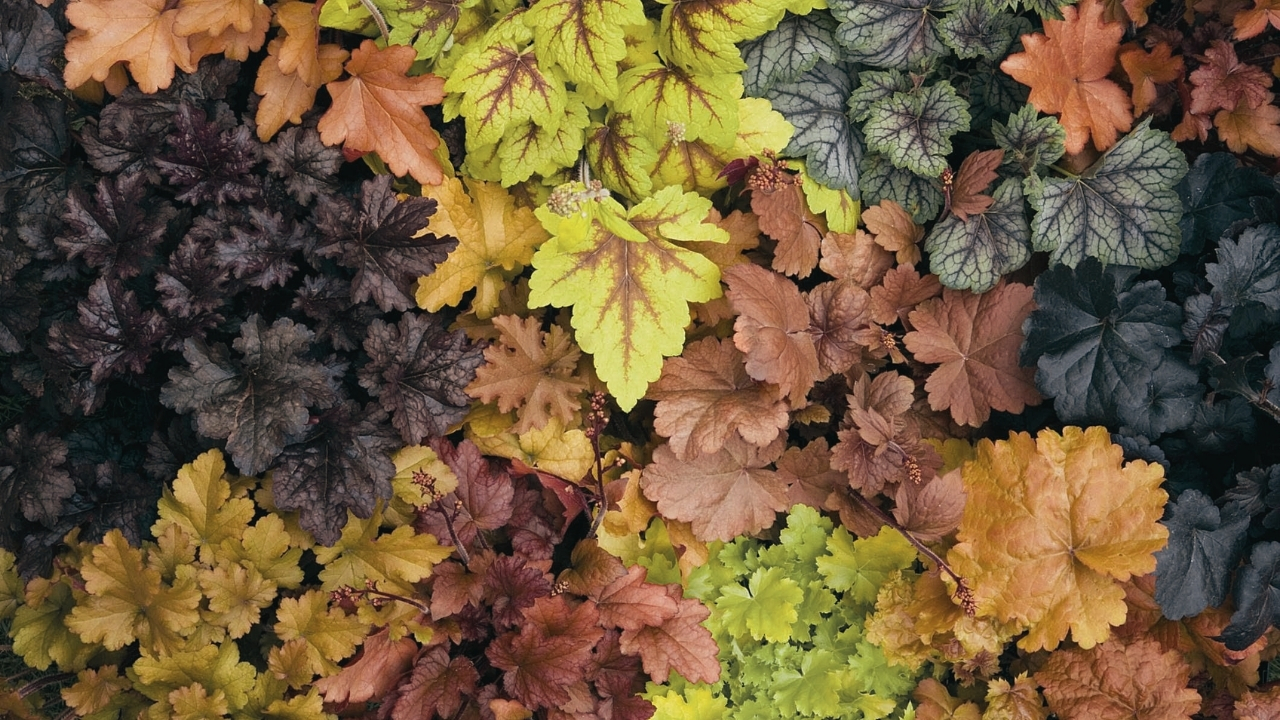 Coral Bells Care Guide: How to Plant, Grow & Keep Heuchera Thriving