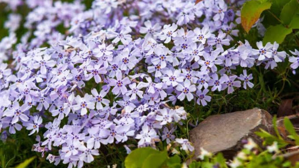 Creeping Phlox Growing Guide: Planting, Care & Fast Bloom Tips