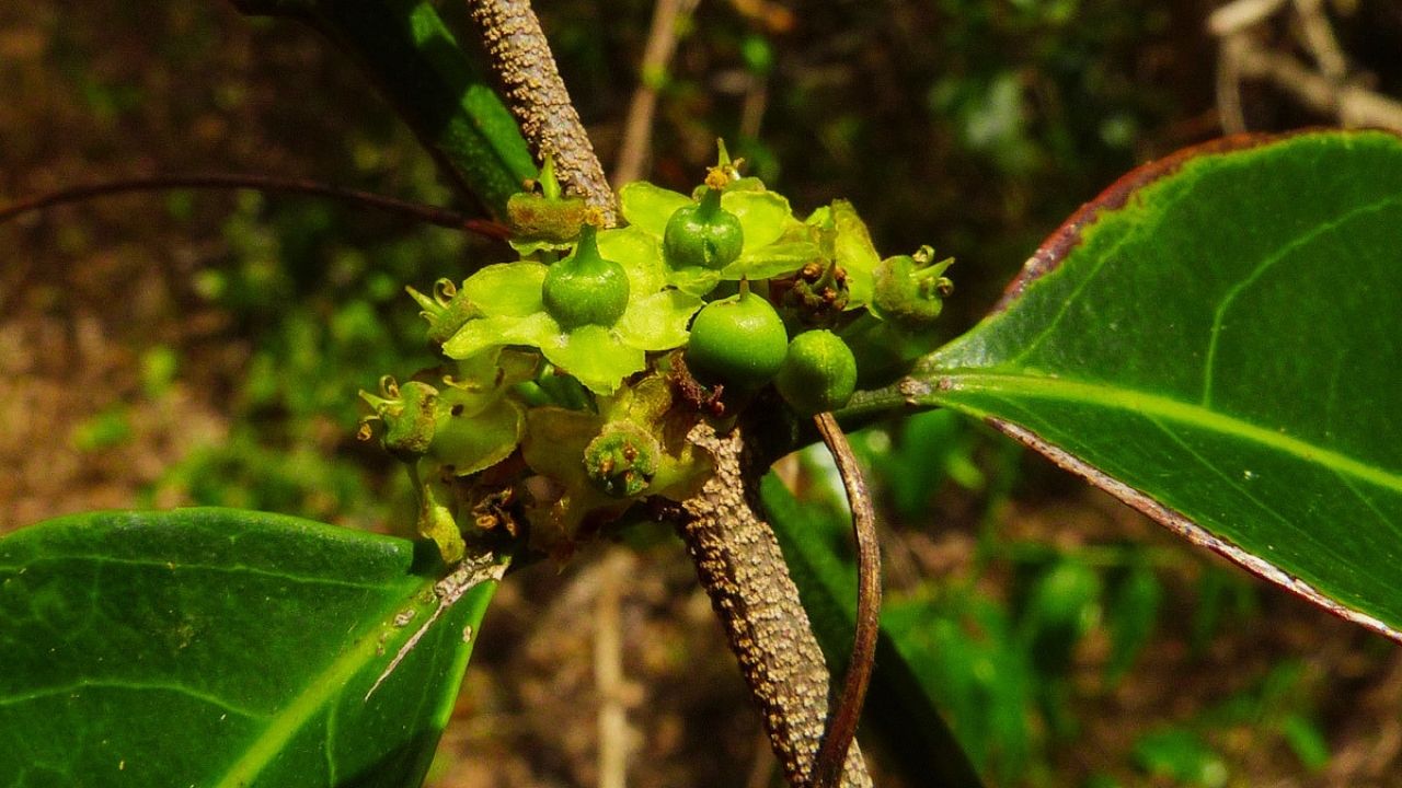 Dolichocarpa: How to Grow, Care, and Maintain This Rare Tropical Plant