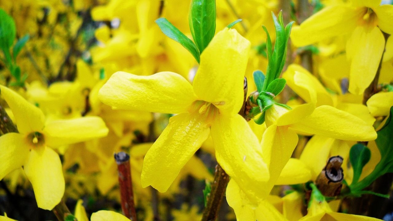 Forsythia Care Guide: How to Plant, Grow, Prune, and Maintain Healthy Blooming Shrubs