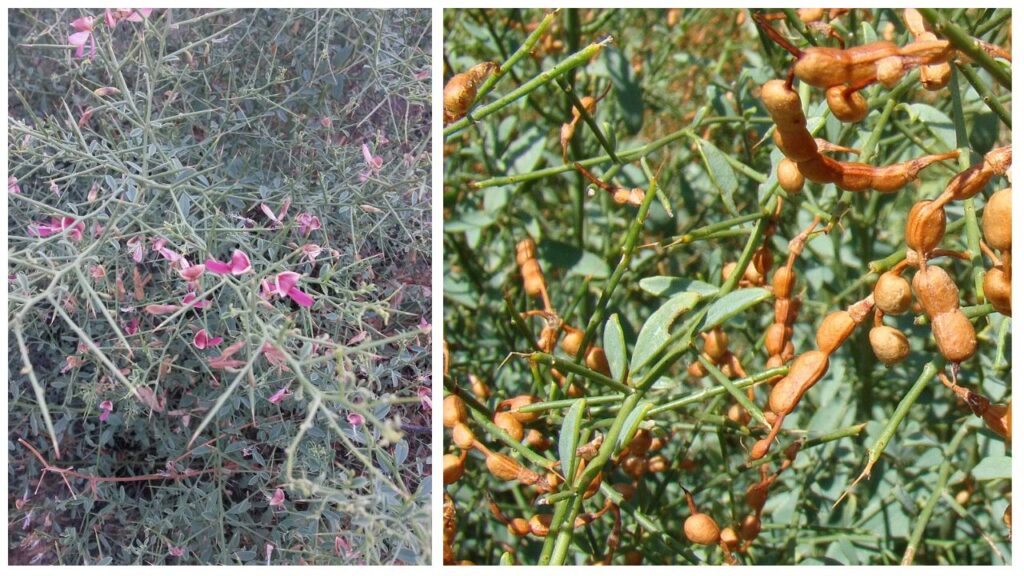 Growing Alhagi from Seed: Step-by-Step Guide to Soil Preparation, Planting, Watering, Sunlight, Care & Harvesting