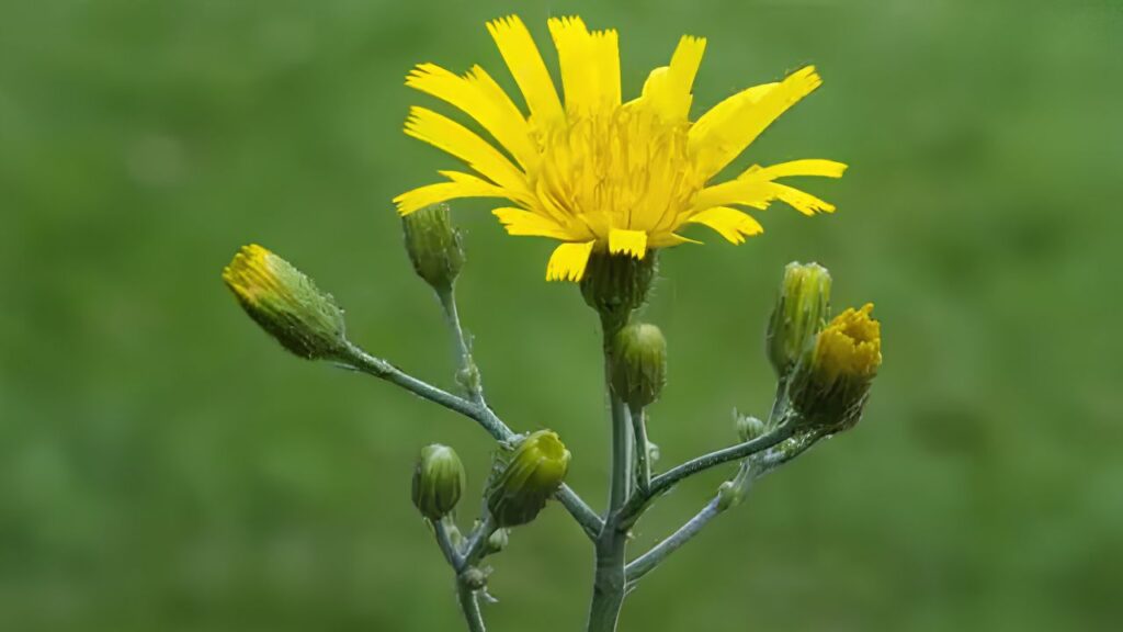 Growing Hawkweed from Scratch: Easy Planting, Care, Watering, Sunlight & Harvesting Tips