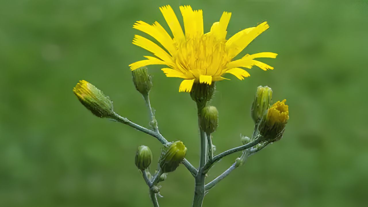 Growing Hawkweed from Scratch: Easy Planting, Care, Watering, Sunlight & Harvesting Tips