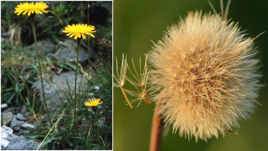 Growing Leontodon at Home: Easy Planting, Propagation, Care, Sunlight & Flowering Tips