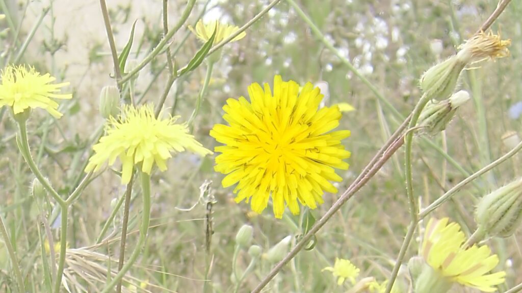 Growing Crepis Successfully: A Complete Guide to Planting, Watering, Care & Harvesting