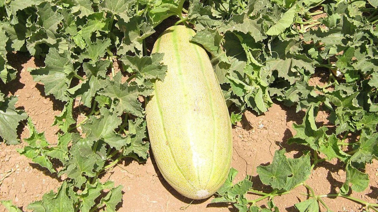 Growing Persian Melons at Home: A Complete Guide to Planting, Care, Watering, Fertilizing & Harvesting