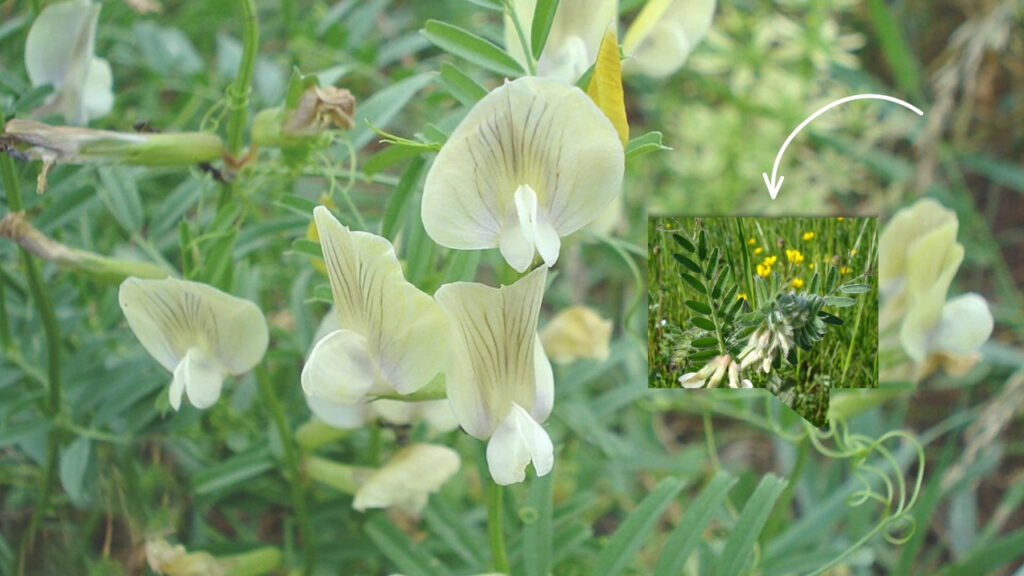 Growing Vetches Successfully: Planting, Care, and Cover Crop Benefits