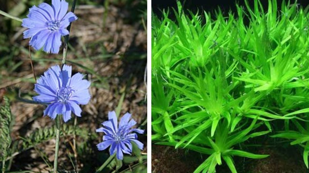Heteracia Plant Care: How to Grow, Maintain, Propagate & Boost Flowering