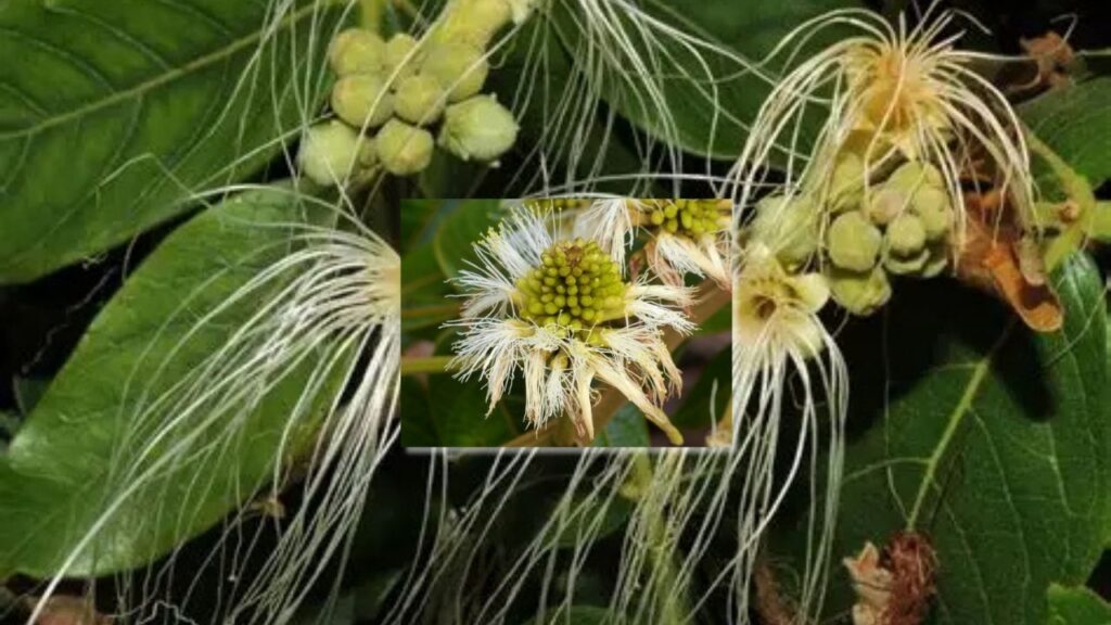 How to Grow Aberemoa: Complete Planting, Soil, Watering, and Care Guide for Vibrant Blooms