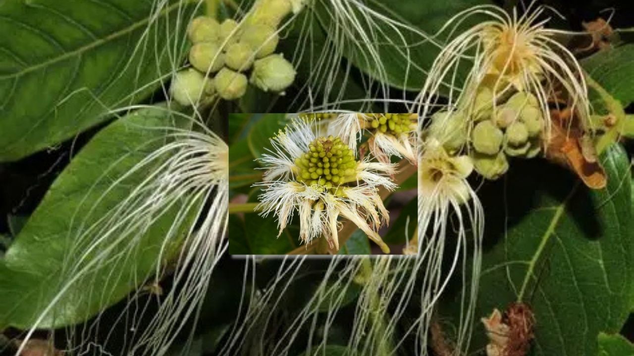 How to Grow Aberemoa: Complete Planting, Soil, Watering, and Care Guide for Vibrant Blooms