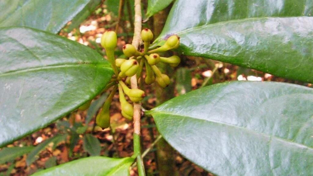 How to Grow Anaxagorea for Lush Tropical Blooms: Planting, Care, Soil Needs & Climate Guide
