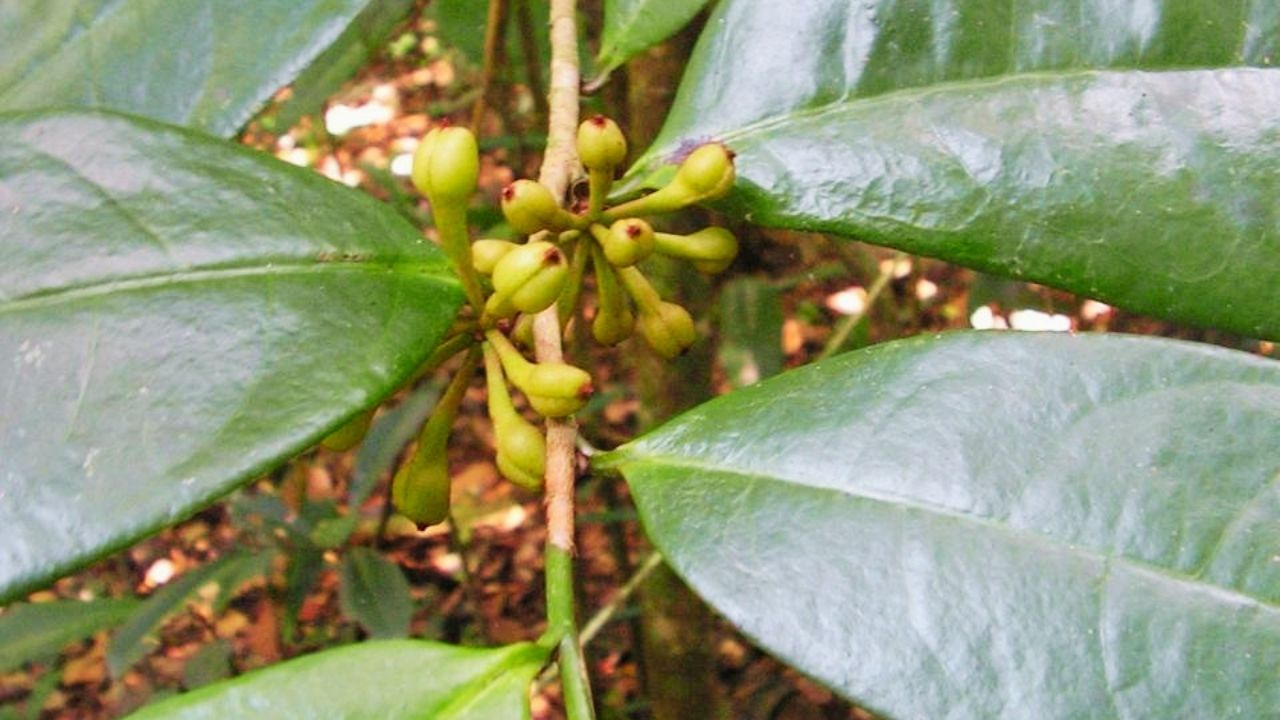 How to Grow Anaxagorea for Lush Tropical Blooms: Planting, Care, Soil Needs & Climate Guide