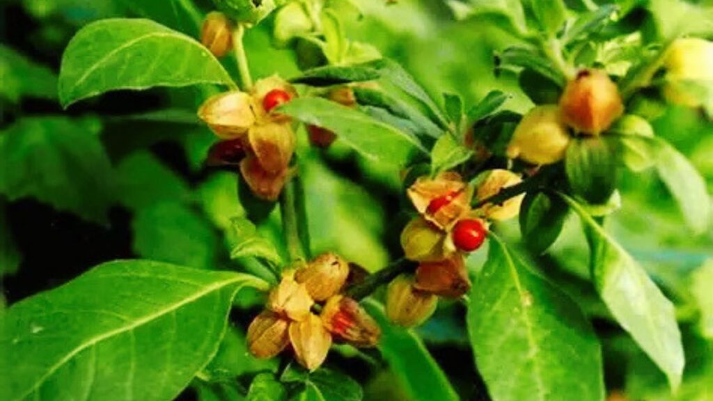 How to Grow Ashwagandha at Home: Easy Planting Guide for Healthy Growth, Proper Watering, Sunlight, Soil, Feeding & Harvesting