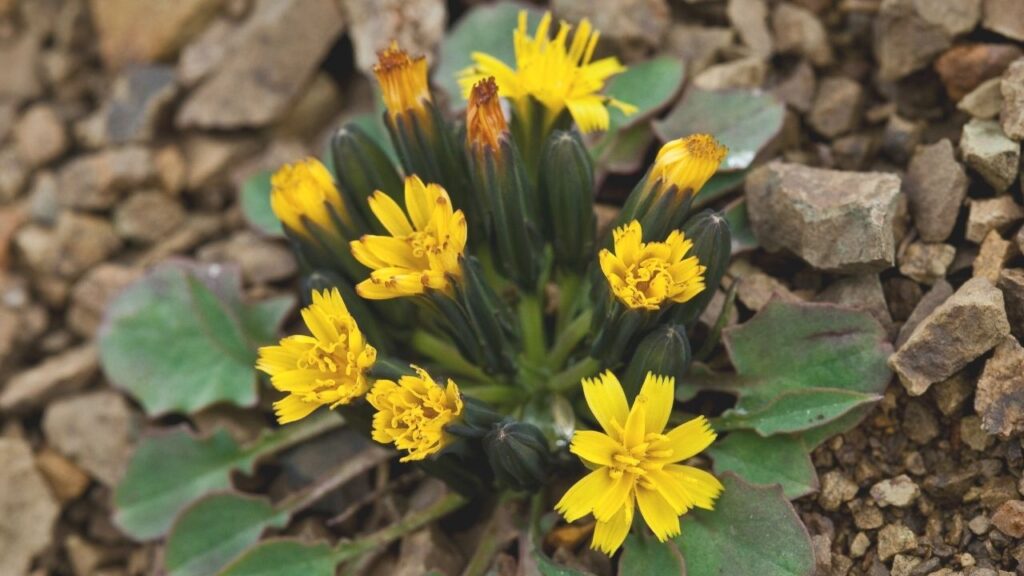 How to Grow Askellia at Home: Best Soil, Sunlight, Watering, Propagation & Year-Round Care Tips