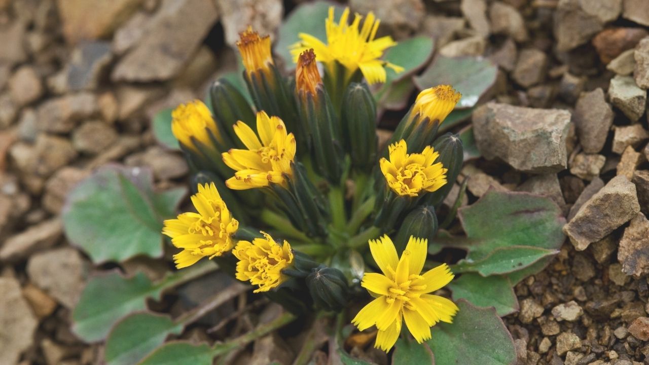 How to Grow Askellia at Home: Best Soil, Sunlight, Watering, Propagation & Year-Round Care Tips