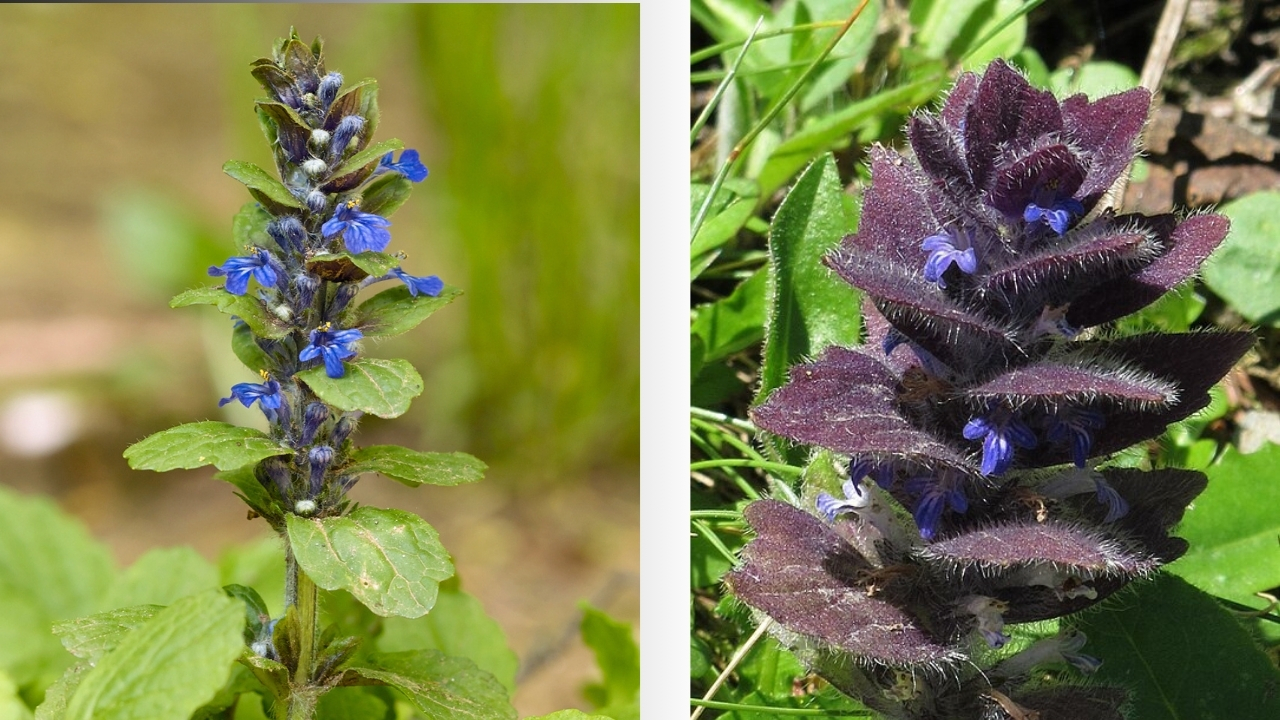 How to Grow Bugleweed: Easy Planting & Care Guide for Fast-Spreading Groundcover