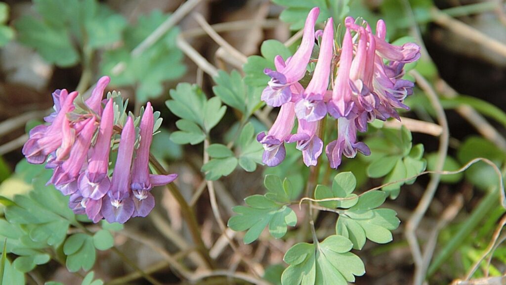 How to Grow Corydalis: Complete Planting, Care, and Long‑Blooming Woodland Flowers
