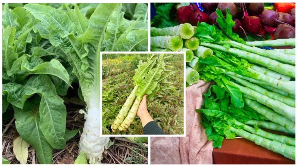 How to Grow Crisp Celtuce Stems: Fertilizer, Moisture Control & Stem Thickening
