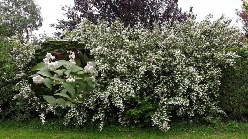 How to Grow Deutzia at Home: Step‑by‑Step Planting & Maintenance Guide