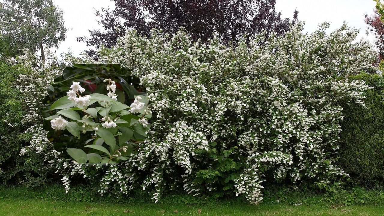 How to Grow Deutzia at Home: Step‑by‑Step Planting & Maintenance Guide